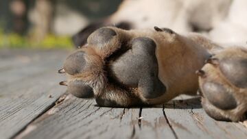 Detienen a hombre que arrojó a perro en aceite en Tecámac: ¿por cuántos años iría a la cárcel?