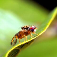 Las moscas confirman que hay un sexto gusto