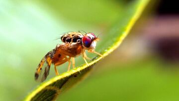 Mosca de la fruta, insecto utilizado en la experimentación con la alcalinidad