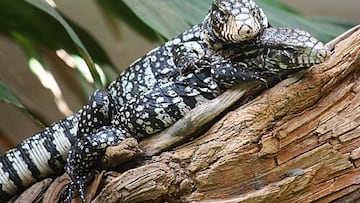 Encuentran el fósil de una supuesta especie invasora en un museo y resulta ser una criatura prehistórica: “Durante años me pregunté qué era”