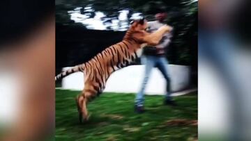 Easy, tiger... Lewis Hamilton gets a fright from feline friend