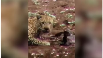 Lo han visto millones. ¡El multiverso de la naturaleza! Un leopardo convive con un venado