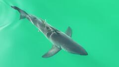 Un tibur&oacute;n blanco nada en aguas cristalinas de color verde en la costa de California, Estados Unidos. Grabado desde el aire con un dron. 
