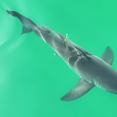 Las mejores imágenes desde el aire de tiburones blancos