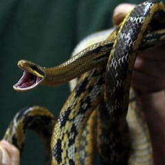 Descubren en el excremento de una serpiente bacterias resistentes a varios antibióticos