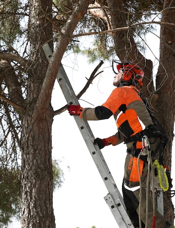 Manzano subiendo a uno de los árboles para realizar los trabajos de jardinería. 