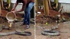 Se viraliza un video en el que una cobra se deja bañar a causa de las altas temperaturas