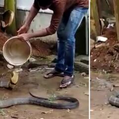 Se viraliza un video en el que una cobra se deja bañar a causa de las altas temperaturas