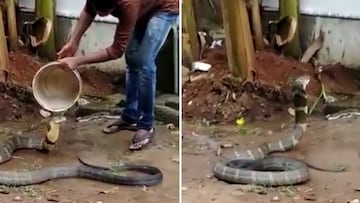 Se viraliza un video en el que una cobra se deja bañar a causa de las altas temperaturas