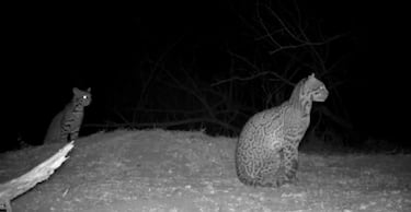 Filmados por primera vez dos ejemplares de esta especie en peligro de extinción en Colima