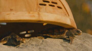 Nest Domes, una apuesta por el futuro y bienestar de las tortugas marinas