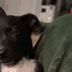 Un cachorro recientemente rescatado apenas puede mantener los ojos abiertos después de una comida completa