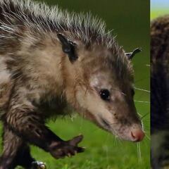 10 animales que se han colado al terreno de juego