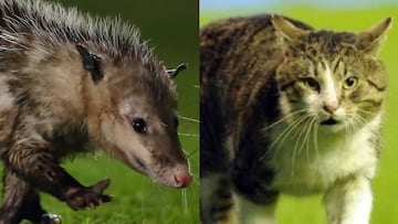 El estadio de Veracruz fue nuevamente el escenario ideal para la aparición de fauna en Liga MX. Aquí te presentamos otros casos de animales en pleno juego.