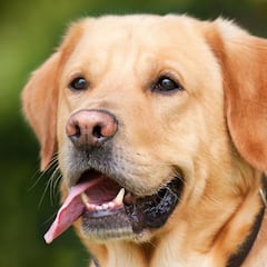 ¿Qué documentos legales son obligatorios para tener un perro y qué pasa si no los tienes?