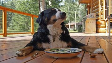 Restaurantes que admiten perros en Madrid ?No dejes a tu mascota en casa!
