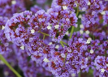 La siempreviva es una flor típica de noviembre, muy resistente.