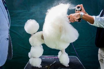 Un caniche enano en la peluquería.