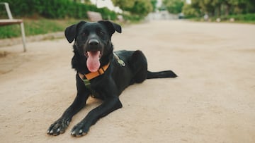Día Mundial del Perro: conoce su emotivo origen y los cuidados clave para tu mejor amigo