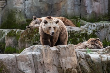 El oso pardo (Ursus arctos) se caracteriza por su pelaje espeso y tupido color marrn con tonalidades doradas. Es el animal terrestre ms grande de toda la fauna ibrica y eso que los osos pardos cantbricos o ibricos son los ms peque?os de todo el mundo. La principal amenaza de esta especie es la deforestacin para la extraccin de madera y apertura de pistas forestales, el uso de los bosques para desarrollo de granjas agrcolas o ganaderas, construccin de carreteras, pistas para esquiar, urbanizaciones.
Esta prdida de hbitat ocasiona el desplazamiento de los osos pardos a zonas donde tienen contacto con humanos, provocando el terror en los mismo llevndolos a acudir al uso de batidas ilegales y a la utilizacin de cepos y venenos, persecucin directa por tiros y trampas, la electrocucin en tendidos elctricos. En Espa?a la caza furtiva de este animal est sancionada con dos a?os de prisin de prisin por la el Cdigo Penal desde 1995.