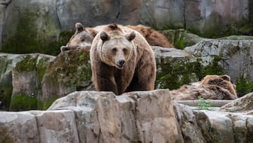 Fat Bear Jr. voters can cast ballots from Friday in the popular contest that has been going since 2014.