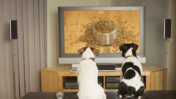 Strategies and advice from the experts on how to help your underweight dog in a healthy way.