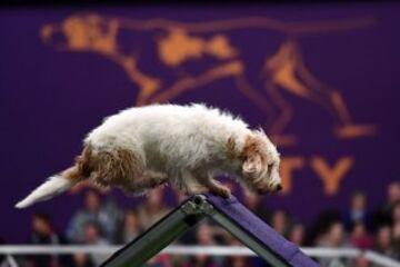 Westminster Kennel Club Masters Campeonato de Agility