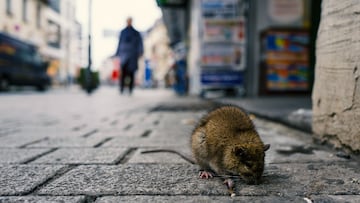 Sick rat on a Boardwalk in Frankfurt
