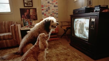 Dogs love watching TV!
