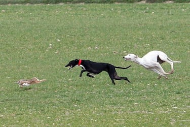Liosa de Clemente eleva a la gloria su linaje de campeones