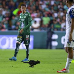 Un gato negro se aparece en el León vs Monterrey y le trae mala suerte a James Rodríguez y Sergio Ramos