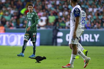 Cat Black during the 17th round match between Leon and Monterrey as part of the Liga BBVA MX, Torneo Clausura 2025 at Nou Camp Leon Stadium, on April 20, 2025 in Leon, Guanajuato, Mexico.