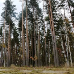Dónde está Carelia, la región rusa que Finlandia perdió en la Segunda Guerra Mundial
