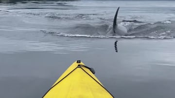 Una aleta de orca acercándose a un kayak en Eld Inlet, en Olympia (Washington, Estados Unidos), en septiembre del 2022.