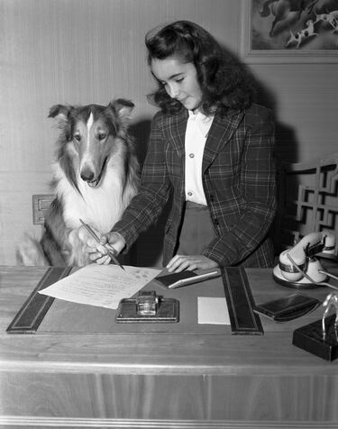 Pal era un Rough Collie que nació en 1940 en un criadero de collies cerca de North Hollywood. Su primer dueño lo llevó a Rudd Weatherwax, un adiestrador de animales de cine, porque el perro perseguía a las motos. Weatherwax fue contratado en 1942 para la película Lassie Come Home y se llevó a Pal, que ya lo presentó al casting, pero fue rechazado por ser más pequeño que un collie estándar, para hacer escenas de riesgo. En una prueba de cámara, la collie elegida para hacer de Lassie no se atrevió a cruzar un arroyo, Rudd Weatherwax animó a Pal a hacer la escena y lo bordó. Fue seleccionado para esta película y rodó 6 más. Además de las 2 primeras temporadas de la serie de televisión de Lassie. Pal murió en 1958, una edad muy avanzada para un perro, y muchos descendientes de Pal interpretaron el papel de Lassie en diferentes versiones. En la imagen Pal sale con Elizabeth Taylor, la actriz que interpretó a Priscilla, una niña amiga de Lassie en la novela original.