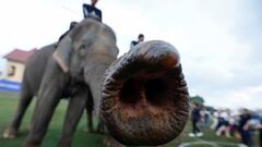 El partido de Polo sobre elefantes en Tailandia