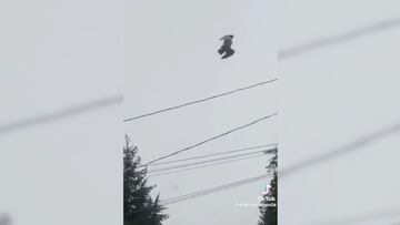 Usuarios hablan de fallo en la Matrix después de video de un pájaro sin moverse en el cielo