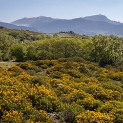 ¿Cómo saber si soy alérgico al polen y cuáles son los síntomas más comunes de la alergia primaveral?
