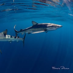 Las dos playas de Andalucía con probables avistamientos de tiburones: todo lo que necesitas saber