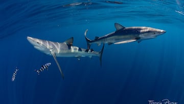 Las dos playas de Andalucía con probables avistamientos de tiburones: todo lo que necesitas saber