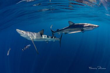 Pedro Pascual, doctor en Biologa Marina: Es muy poco probable que los tiburones ataquen en Espa?a
