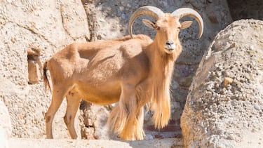 El Muflón del Atlas (Arruí)