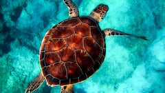 Mueren nueve personas tras comer carne de tortuga marina