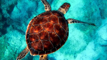Mueren nueve personas tras comer carne de tortuga marina