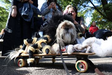 Tompkins Square Park es un parque de cuatro hectáreas del East Side de Manhattan en Nueva York donde se han reunido numerosos perros disfrazados para Halloween.