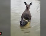 Man goes viral for saving his dog from being drowned by a kangaroo