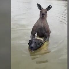 Man goes viral for saving his dog from being drowned by a kangaroo