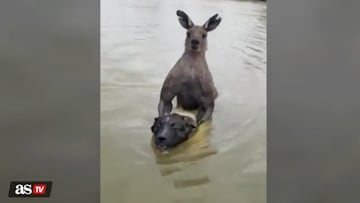 An Australian man filmed himself saving his dog from a kangaroo, who had the frightened canine held just above the surface of a river.