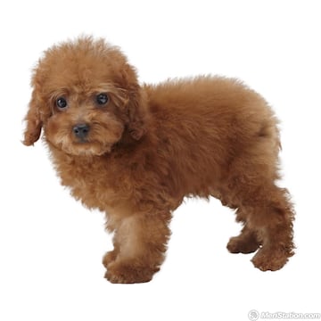 Captura de pantalla - 3ds_nintendogs_01char03_ev.jpg