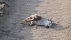 Denuncian a conductor que atropelló aves y sus nidos en Valparaíso: dan a conocer su identidad